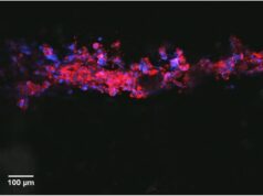 Bioconductive, neuron-growing ink offers hope for people with nerve injury