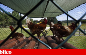 Portugal sem casos de gripe das aves em humanos, mas DGAV mantém “vigilância activa”