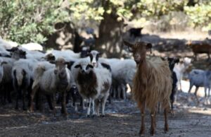 Propagação da varíola ovina e caprina continua sem dar tréguas na Grécia