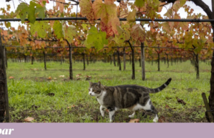 O Outono também se estende às nossas emoções, mas podemos contrariar o cinzento