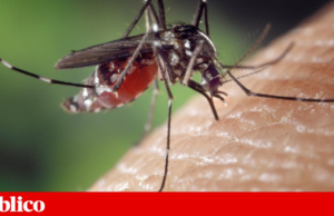Mosquito transmissor do dengue detectado na Covilhã