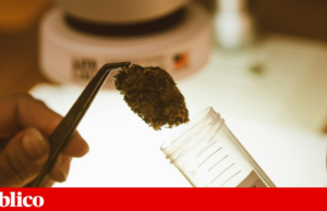 Extracto de cannabis não adictivo pode ajudar a reduzir dor lombar crónica