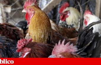 EUA registam primeira morte de humano provocada pelo subtipo H5N5 da gripe das aves