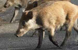 Espanha culpa a Rússia pela propagação da peste suína africana