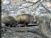 27 casos de peste suína em javalis em Espanha. Origem laboratorial está para já excluída