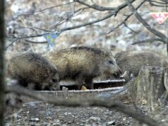 27 casos de peste suína em javalis em Espanha. Origem laboratorial está para já excluída