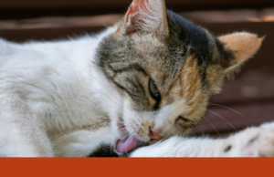 O meu gato tem problemas de saúde mental? O que fazer? Veterinários explicam