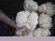 Cogumelos: a estrela do Outono entrou no universo dos suplementos