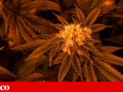 Consumidores de cannabis em Portugal são sobretudo homens jovens, licenciados e a viver com os pais