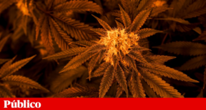 Consumidores de cannabis em Portugal são sobretudo homens jovens, licenciados e a viver com os pais