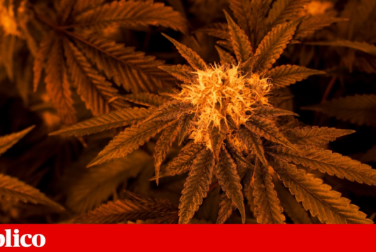 Consumidores de cannabis em Portugal são sobretudo homens jovens, licenciados e a viver com os pais