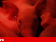 Autoridades fazem buscas em laboratório investigado por peste suína africana