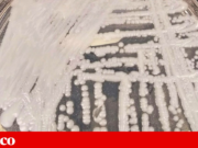 Estudo identifica os primeiros casos de Candida auris em Portugal e reforça importância da vigilância