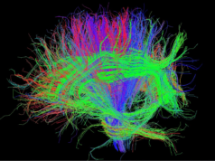 O cérebro pode sentir o cancro? Equipa da Champalimaud recebe financiamento para explorar nova fronteira da oncologia