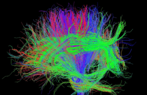 O cérebro pode sentir o cancro? Equipa da Champalimaud recebe financiamento para explorar nova fronteira da oncologia