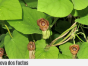 “Casa arrombada, trancas à porta”, nos suplementos alimentares