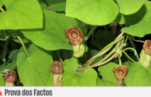 “Casa arrombada, trancas à porta”, nos suplementos alimentares