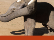 Porque é que um zoo está a dar fezes a uma cria de elefante