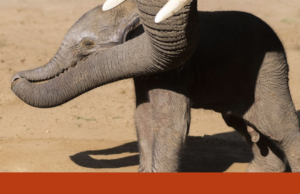 Porque é que um zoo está a dar fezes a uma cria de elefante