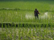 Estudo liga exposição a pesticidas agrícolas a risco de cancro