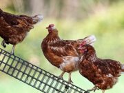 Espanha levanta confinamento de aves após recuo da ameaça de gripe aviária