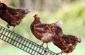 Espanha levanta confinamento de aves após recuo da ameaça de gripe aviária