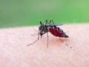 Europa pode tornar-se foco do vírus chikungunya com o calor a ampliar habitats de mosquitos