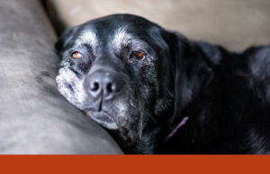 Há um comprimido capaz de ajudar o meu cão a viver mais tempo? Um veterinário responde
