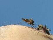 Mosquito bom contra mosquito mau: qual é o plano da Google para travar doenças mortais?