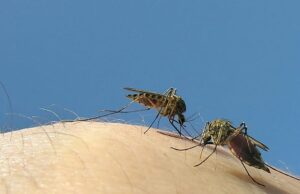 Mosquito bom contra mosquito mau: qual é o plano da Google para travar doenças mortais?
