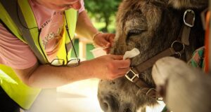 França: burros trabalham em hospital como animais de terapia