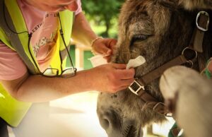 França: burros trabalham em hospital como animais de terapia