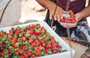 Flavonoides: porque são essenciais para uma dieta amiga do coração