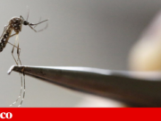 Para combater mosquitos que espalham doenças, Google quer libertar milhões de… mosquitos