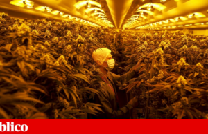 Cannabis medicinal junta companheiras de Eurico Castro Alves e Marco António Costa