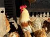 Avicultura industrial alimenta propagação de bactérias causadoras de diarreia