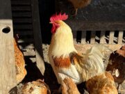Avicultura industrial alimenta propagação de bactérias causadoras de diarreia