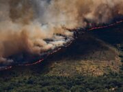Europa: fogos florestais aumentam 57% em quatro anos, alerta OMS
